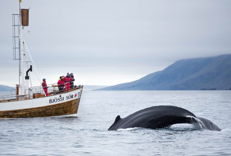 Húsavík Whale Watching, Húsavík, North Iceland, Iceland